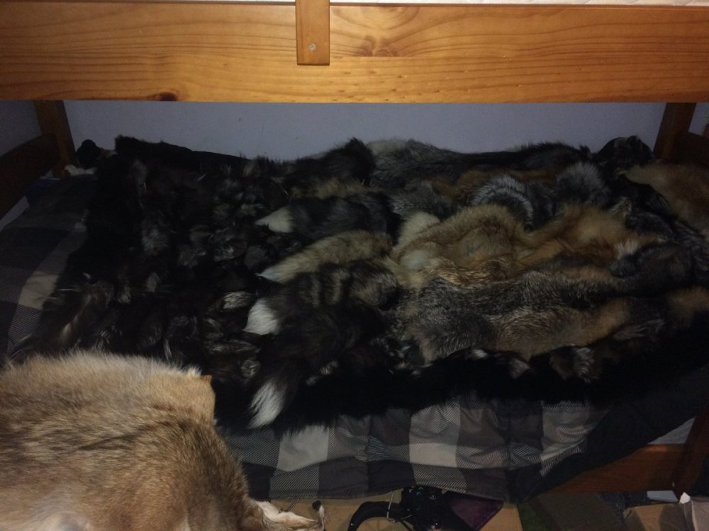 MyFurBed.thumb.jpg.abe66cb3d07e9c52146725ca10eb58d3.jpg