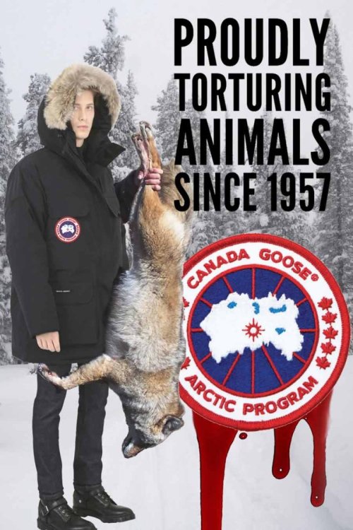 canada-goose-coyote-fur-cruelty.jpg