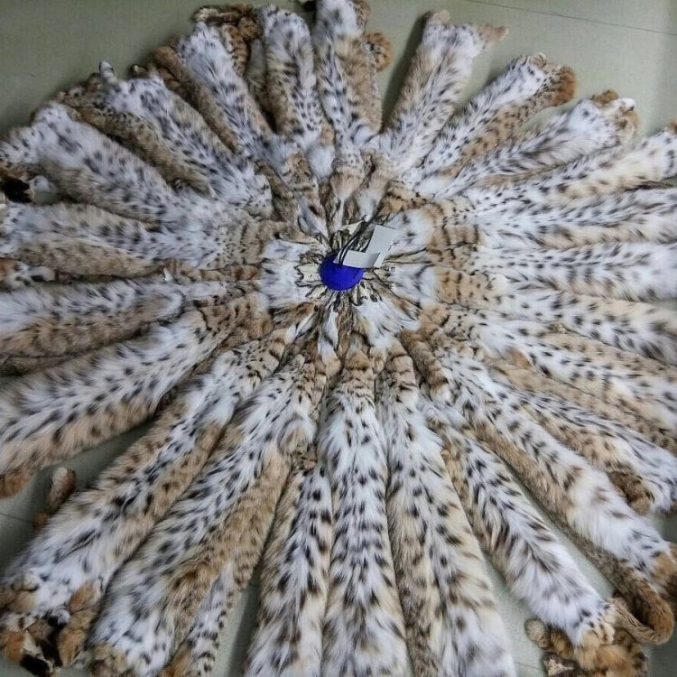 atelier_furs_ua_1593684385_2344316999005799321_3277770724.thumb.jpg.8577a12846aae472586ccacbc642dc8a.jpg